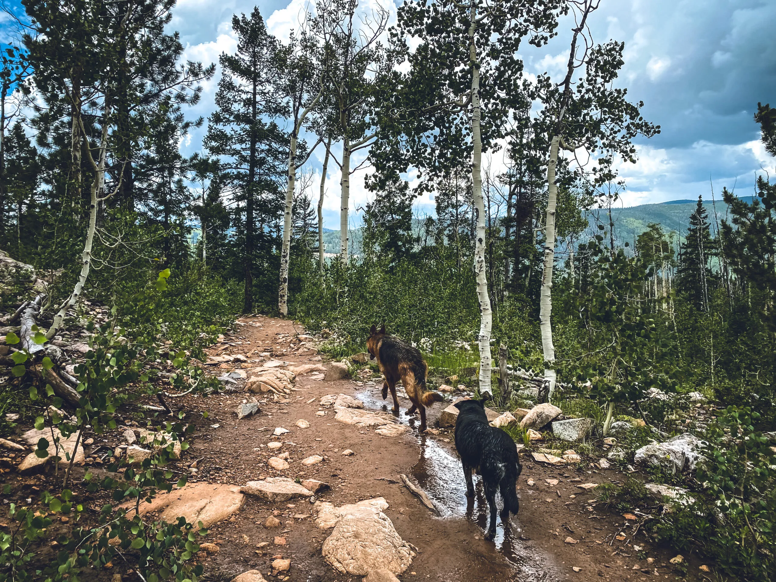 Luna Lovegood and Neville Longbottom among the aspens in Durango, CO