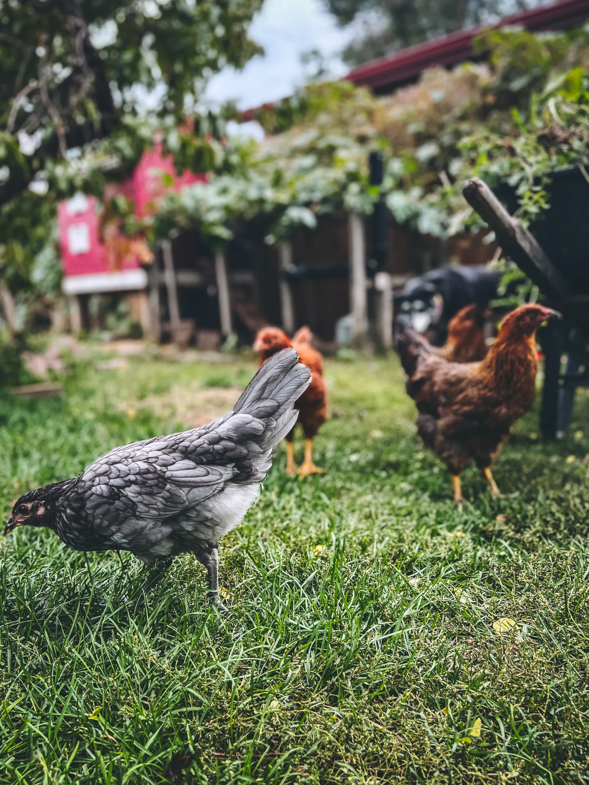 Myrtle, Perenelle, Eloise, and Rowena enjoying a long summer day